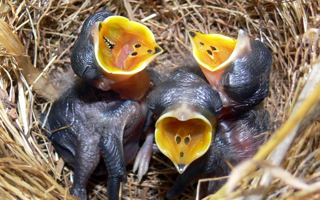 Yoyocentrismo, desde el Nido